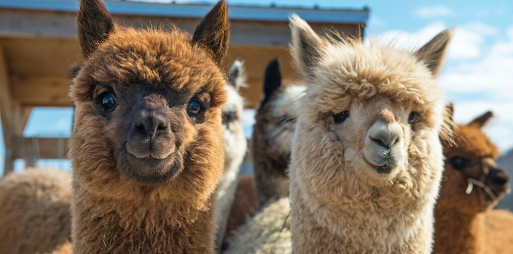 Yoga tussen de geitjes of lunchen met alpaca's 3x gezellige
