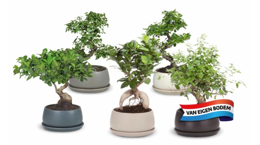 Bonsai-boompje scoren? Bij deze supermarkt kost-ie deze week nog geen 8 euro