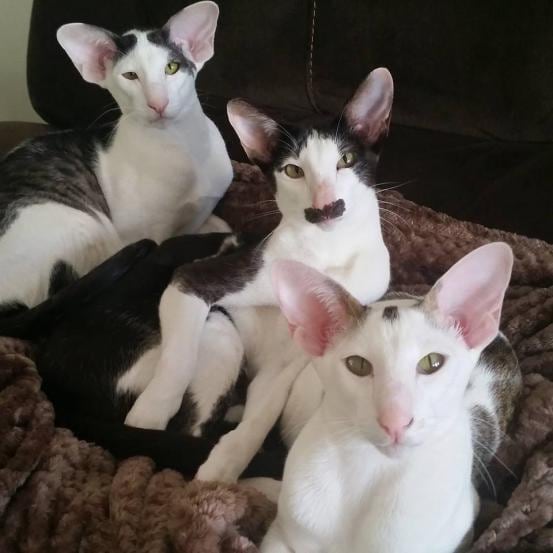 CUTE: deze kat lijkt als twee druppels water op Dobby, de huiself ...