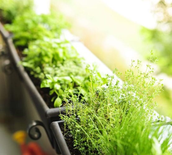 DIY | Moestuin