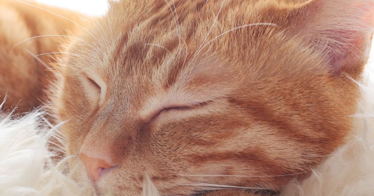 9 levenslessen die je van je kat kunt leren - Flair - Voor jou, over