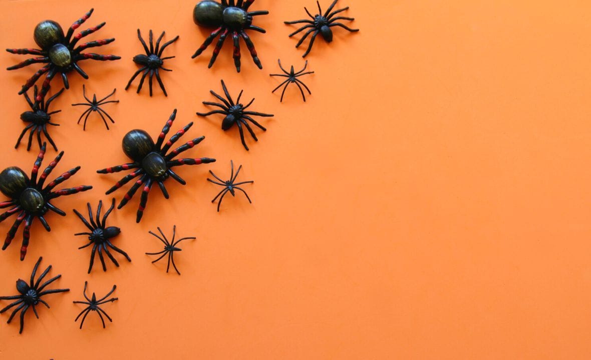 Opgepast: deze giftige spin maakt een opmars in Nederland