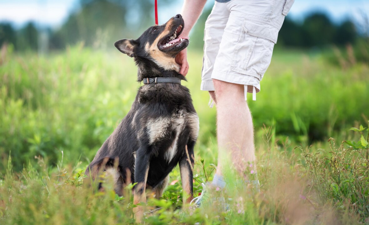 Opgebiecht ‘Ik ben heel erg jaloers op zijn hond’ Flair