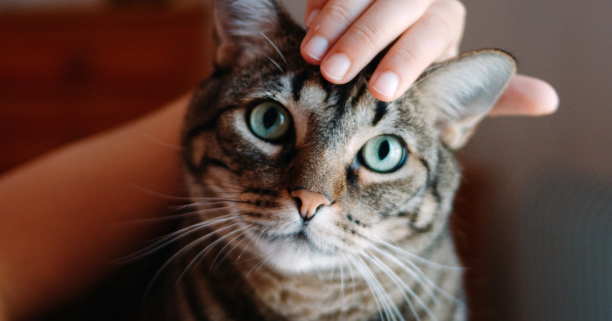 Kan mijn kat nog naar buiten? Dit is wat je volgens een pluimveearts moet weten over vogelgriep bij 